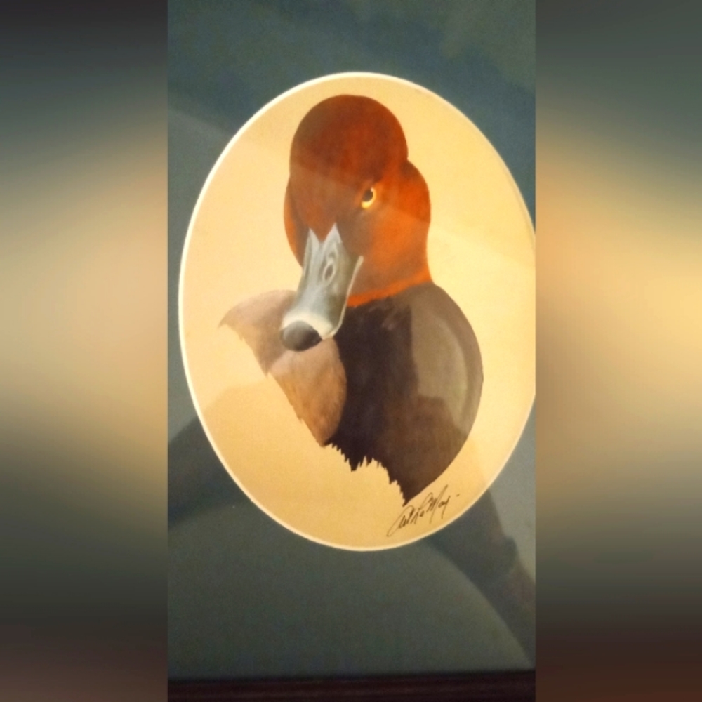 Art LaMay print Redhead Duck